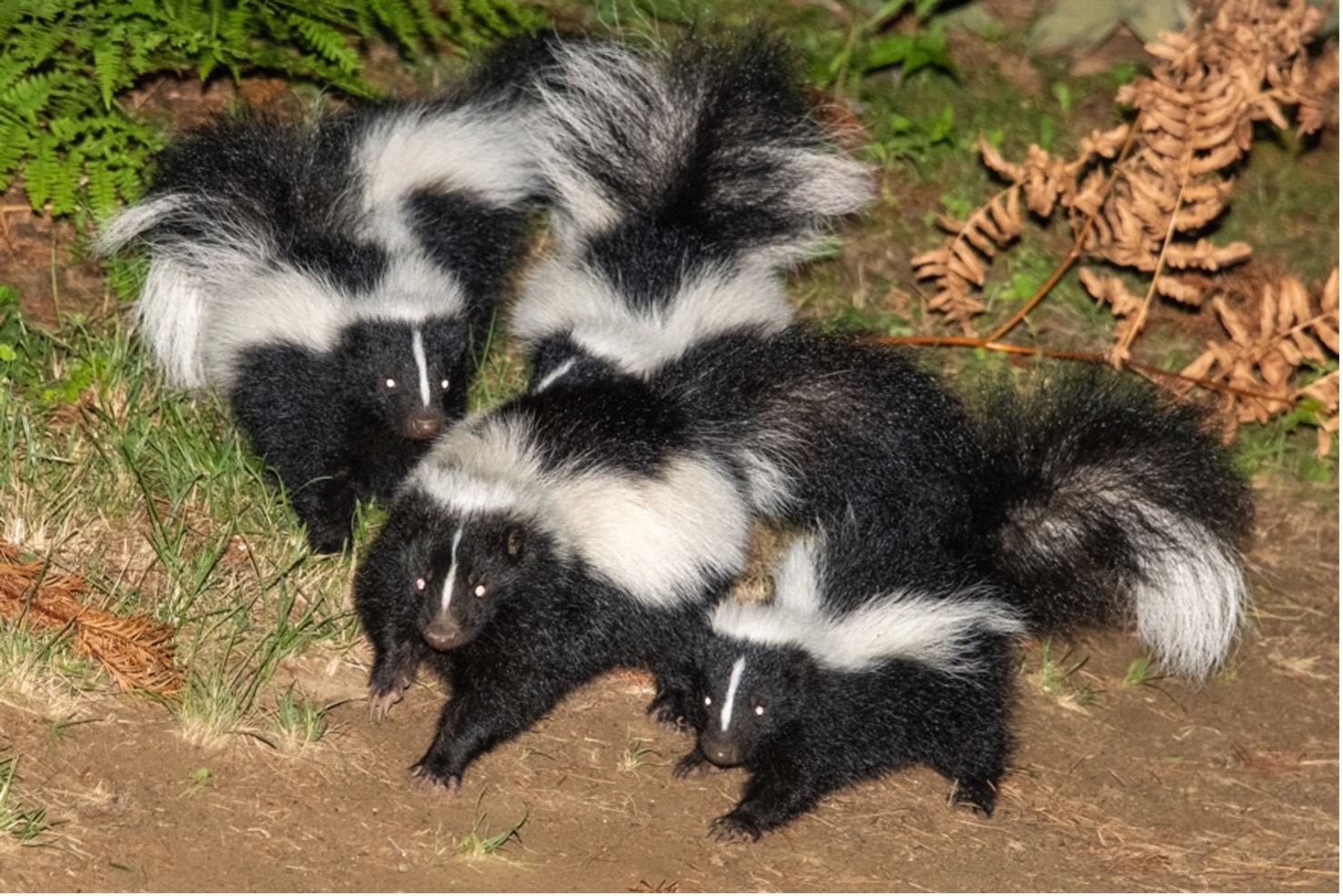 Skunk