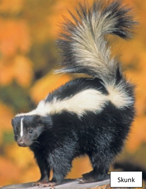 Skunk