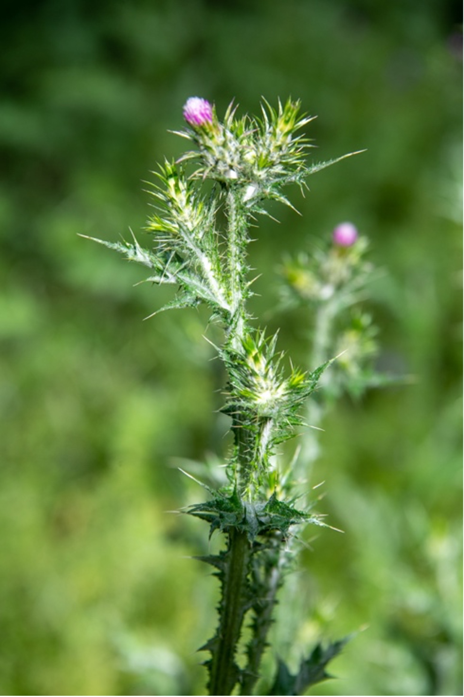 Slender Thistle