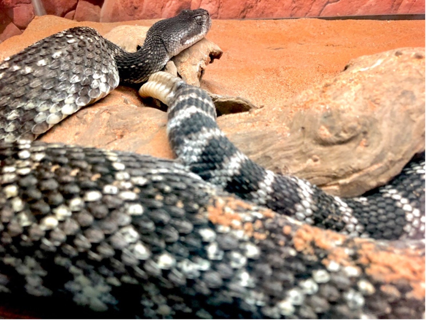Southern Pacific Rattlesnake