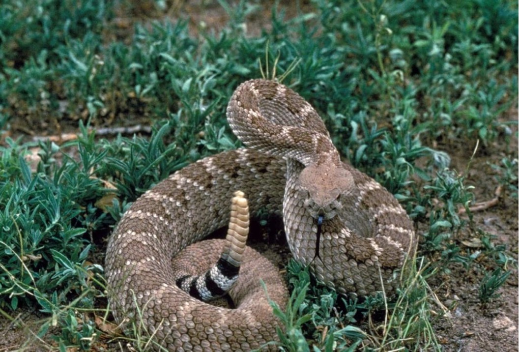 Southern Pacific Rattlesnake