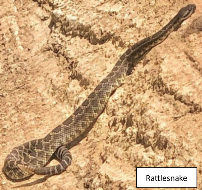 Southern Pacific Rattlesnake