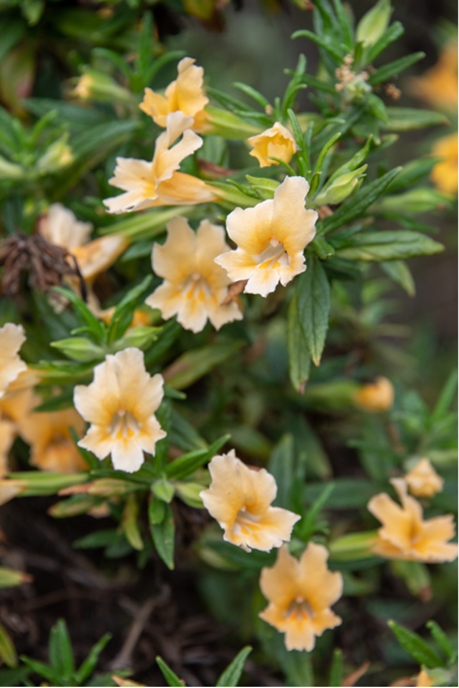 Sticky Monkey Flower