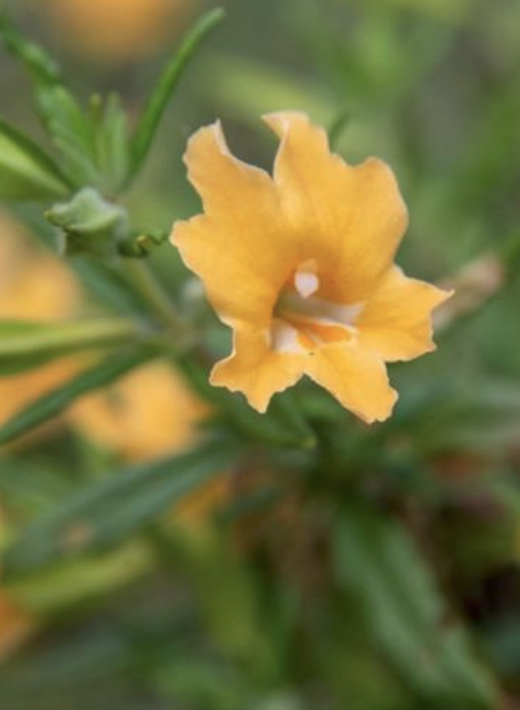 Sticky Monkey Flower