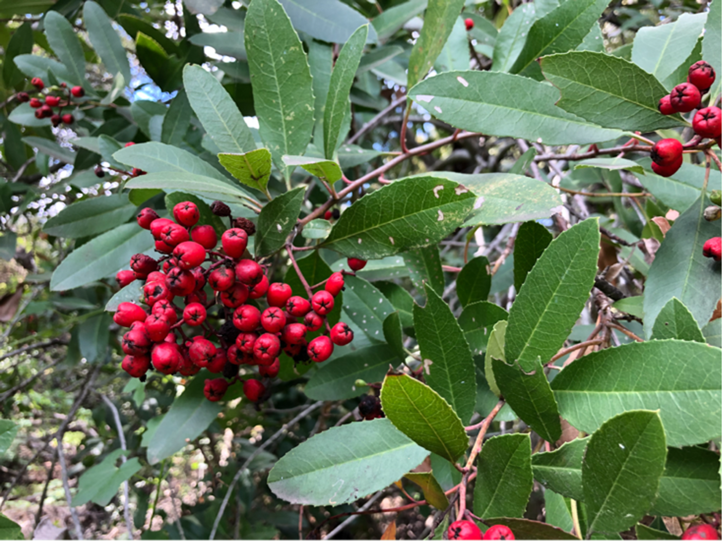 Toyon