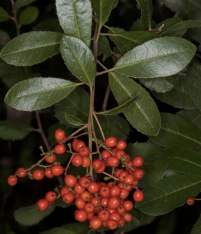 Toyon