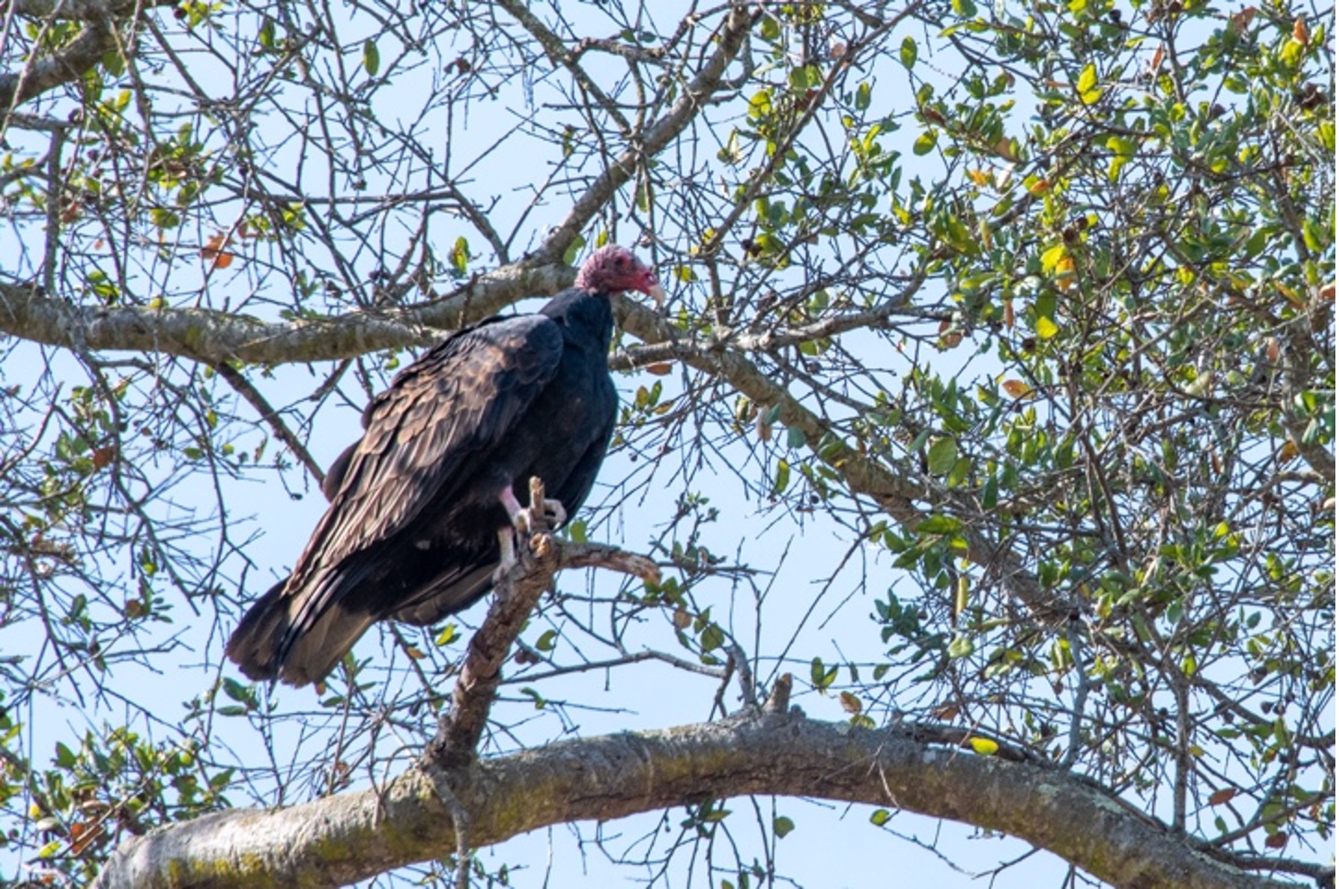 Turkey Vulture