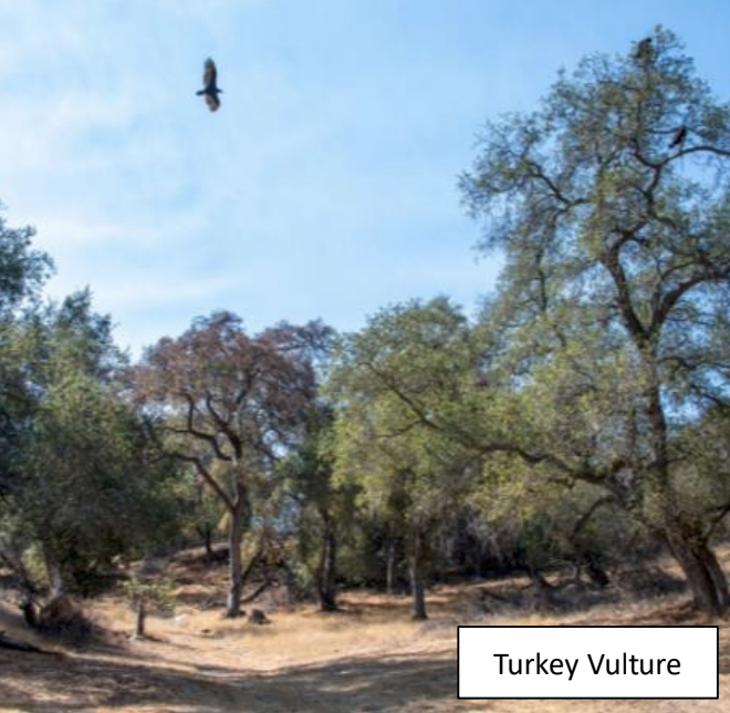 Turkey Vulture