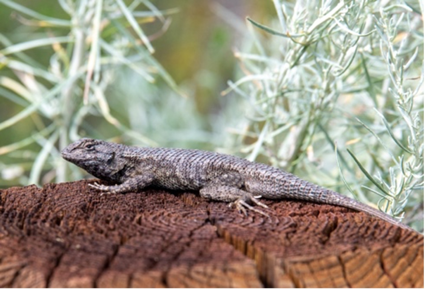 Western Fence Lizard