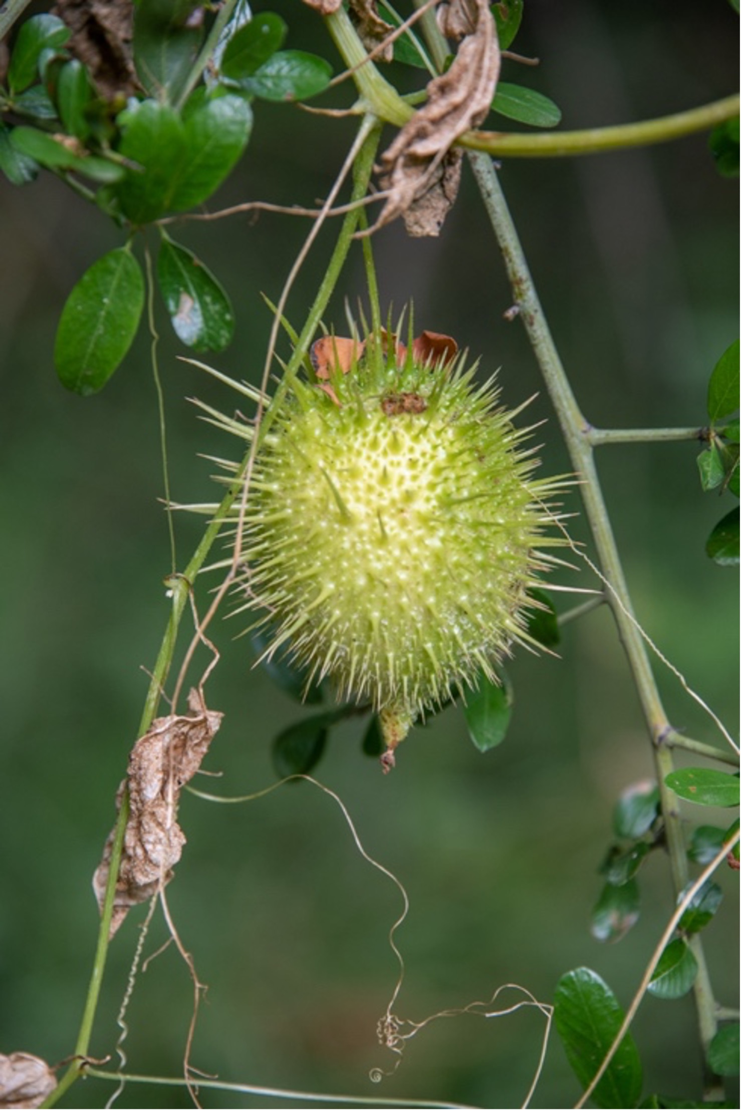 Wild Cucumber
