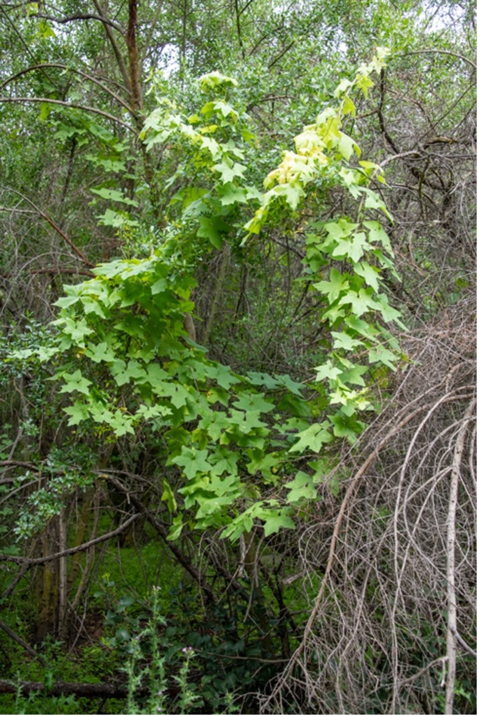 Wild Cucumber