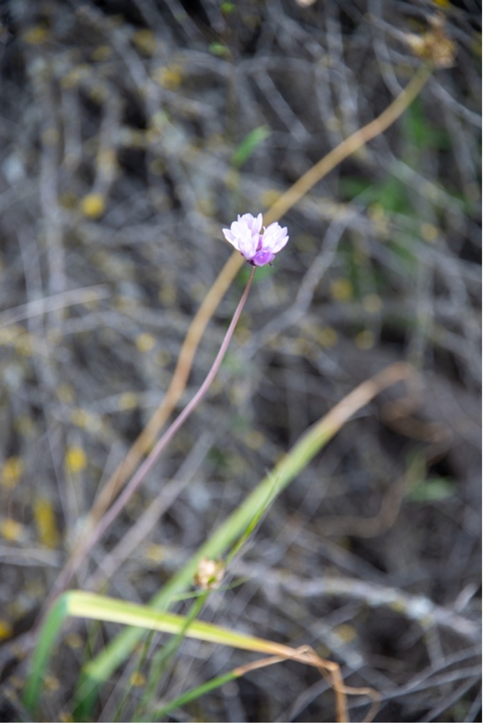 Wild Hyacinth