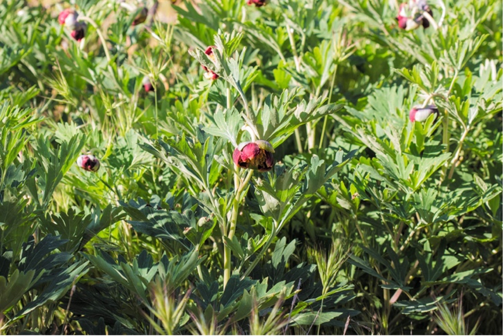Wild Peony