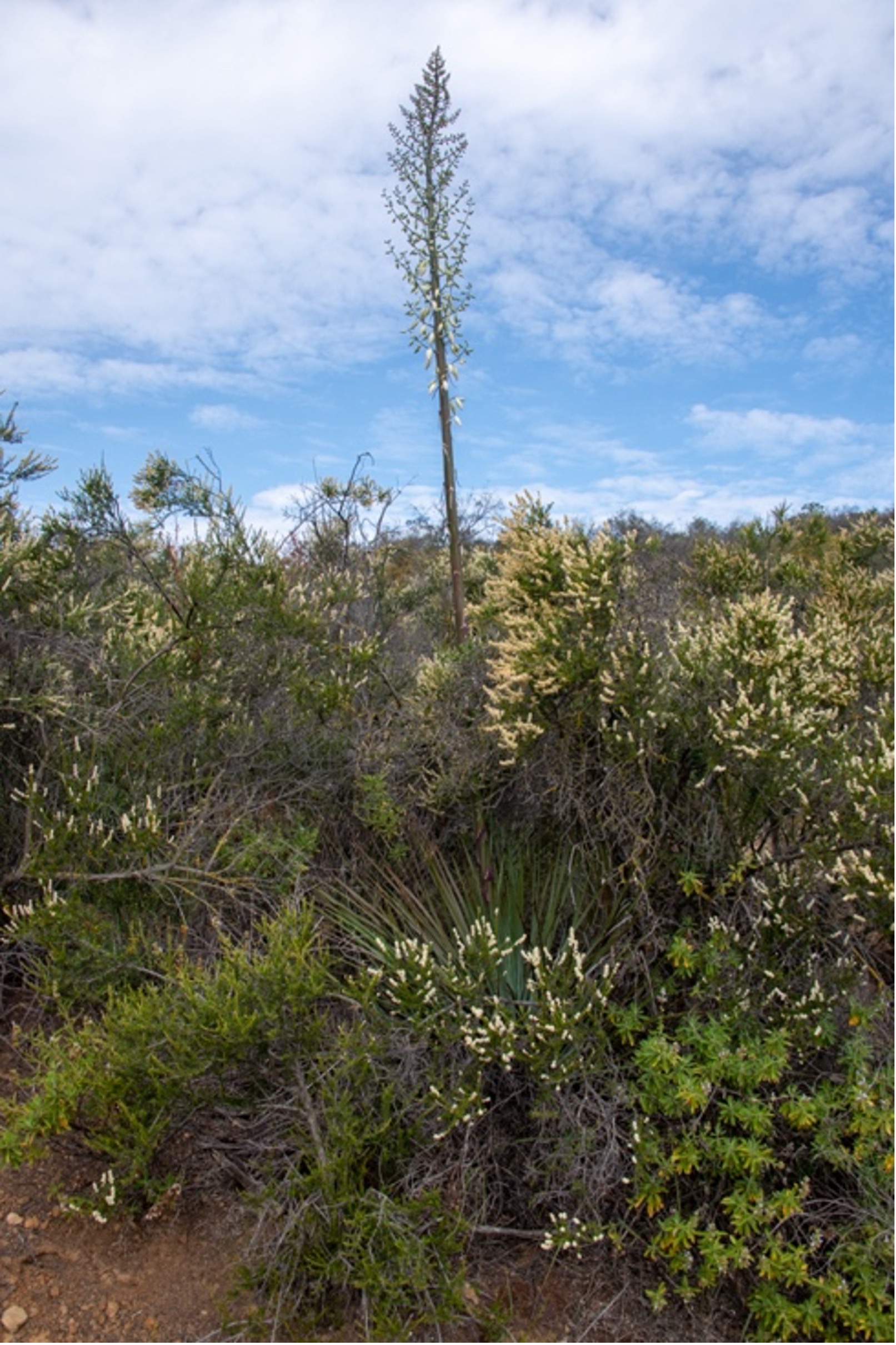 Yucca