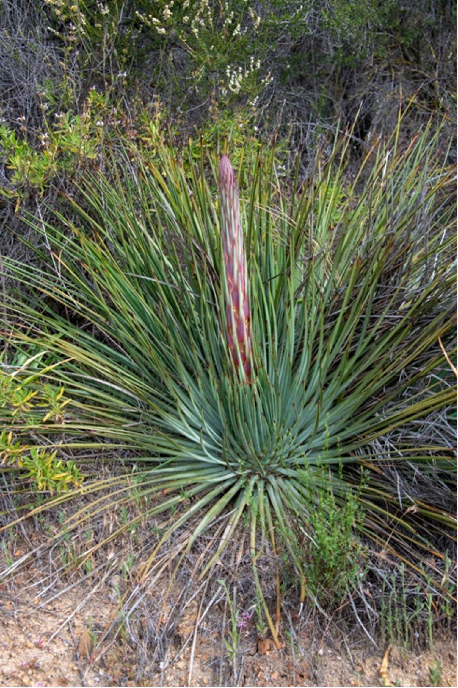Yucca